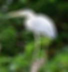 Disc Blur