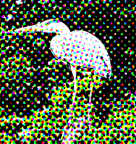 Color halftone